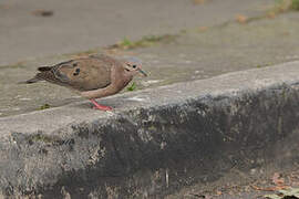 Eared Dove