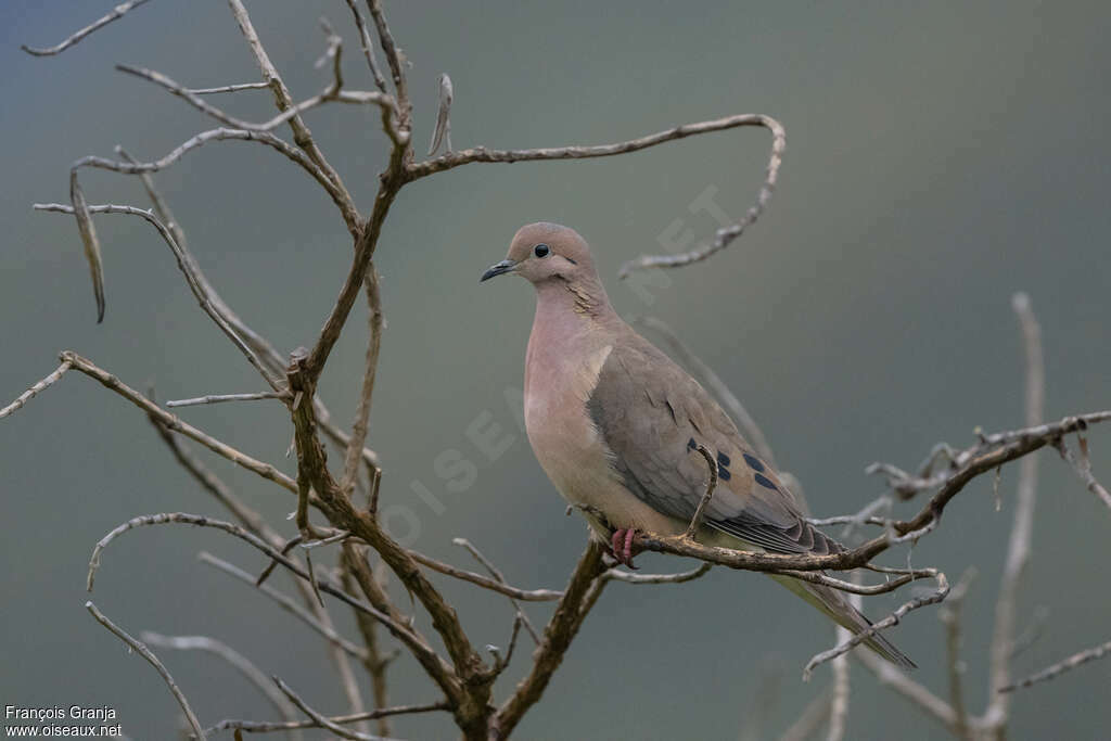 Eared Doveadult, habitat, pigmentation