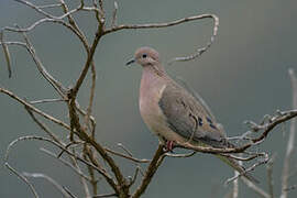 Eared Dove