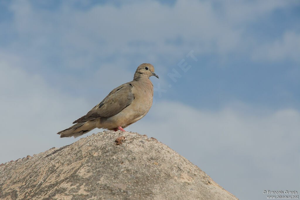 Eared Dove