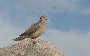 Eared Dove