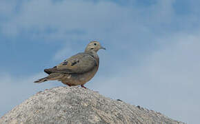 Eared Dove