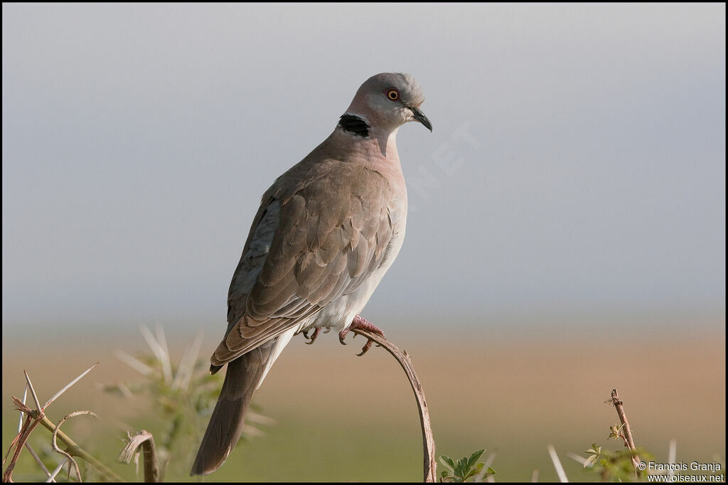 Mourning Collared Dove