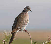 Mourning Collared Dove