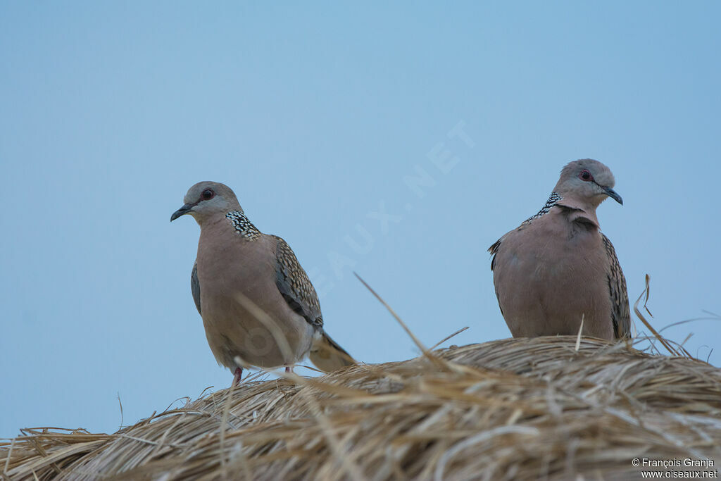 Spotted Dove