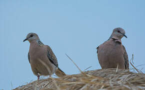 Spotted Dove