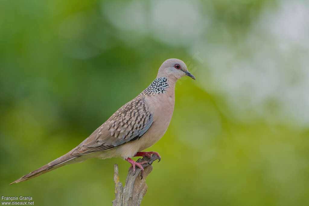 Spotted Dove, identification