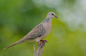 Spotted Dove