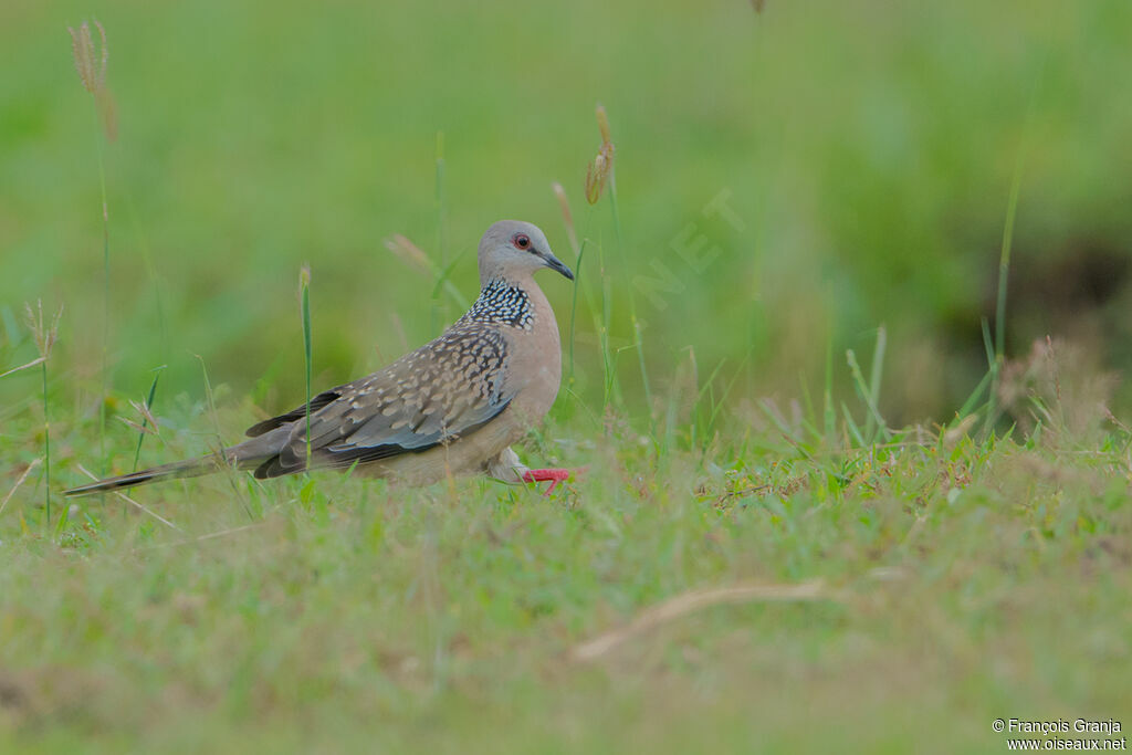 Spotted Dove