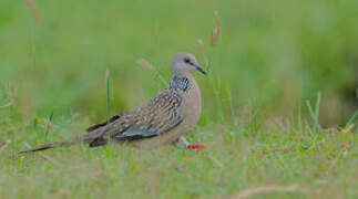 Spotted Dove