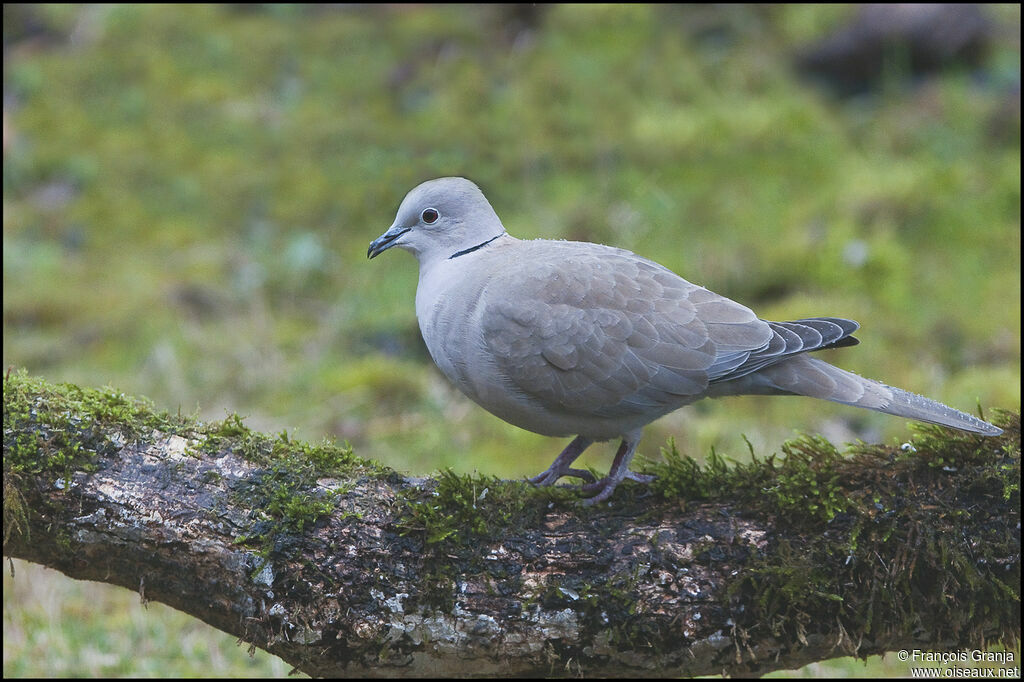 Eurasian Collared Doveadult