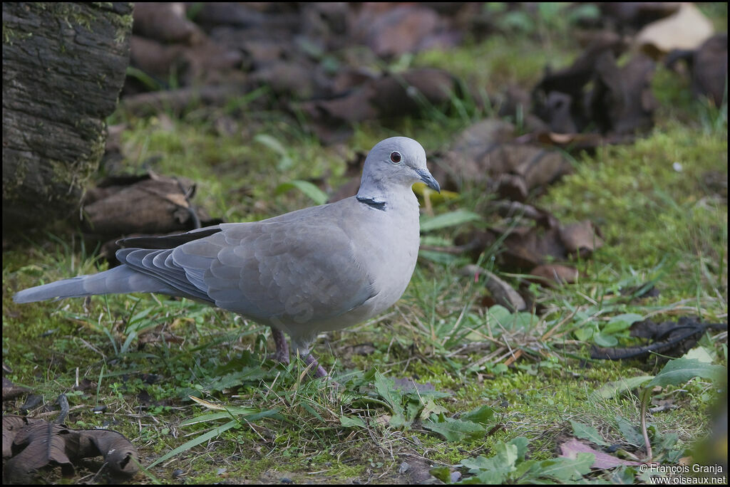 Eurasian Collared Doveadult