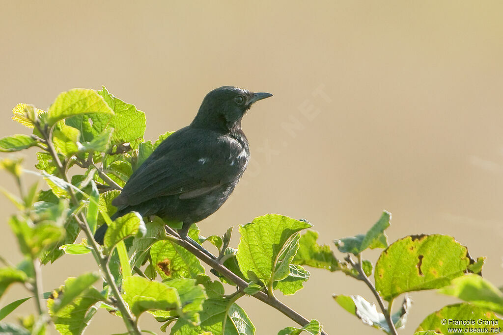 Sooty Chat