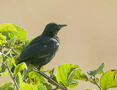 Sooty Chat