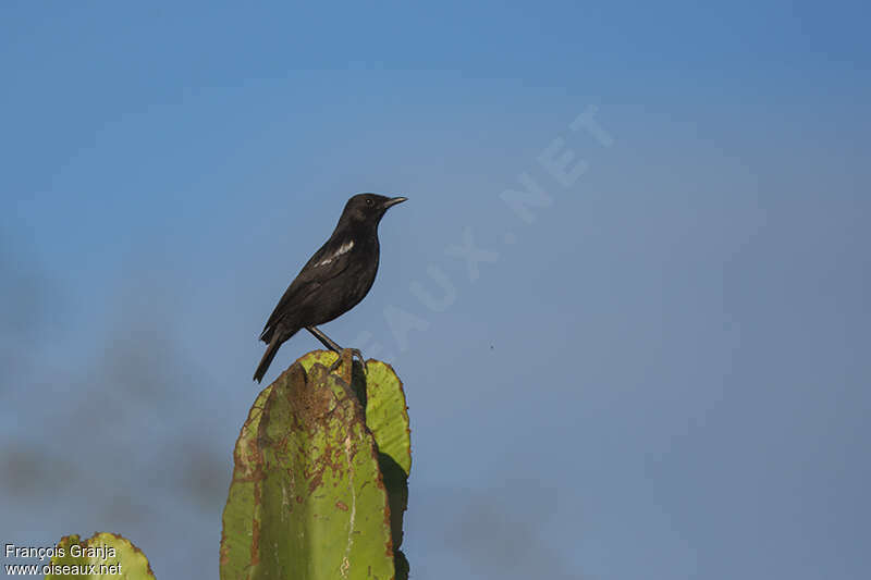 Sooty Chat male adult, Behaviour