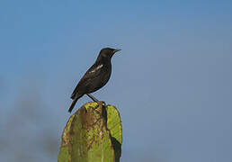 Sooty Chat