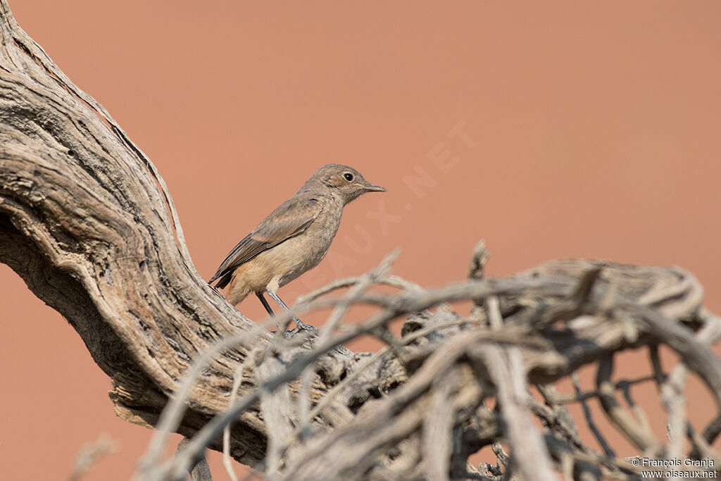 Familiar Chatjuvenile