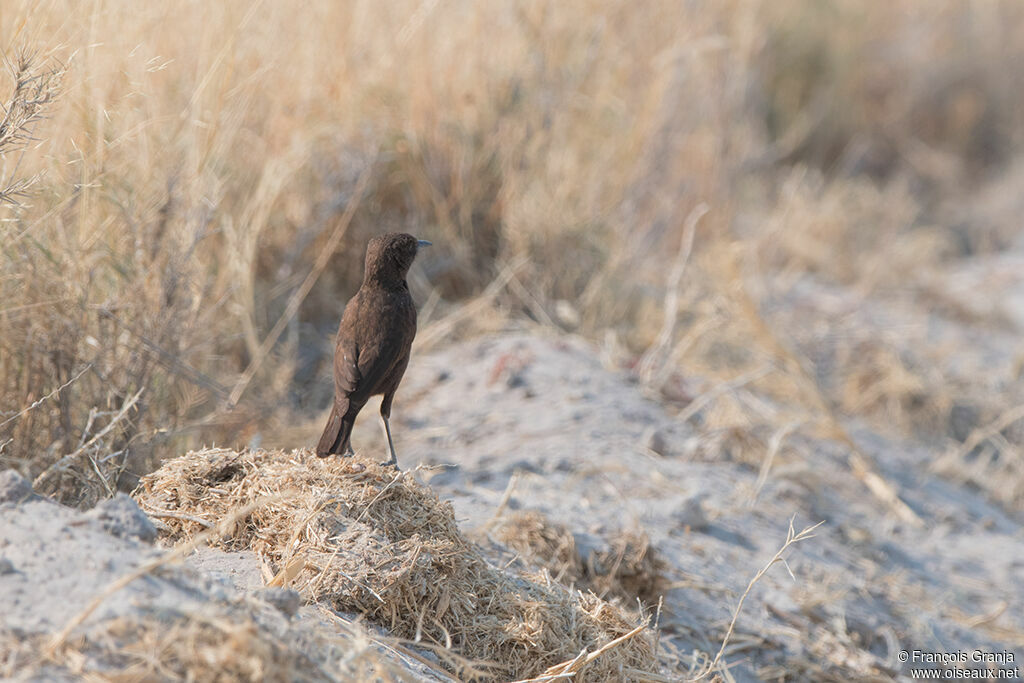 Ant-eating Chat