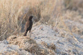 Ant-eating Chat