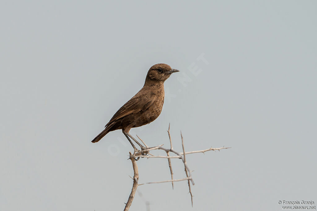 Ant-eating Chat