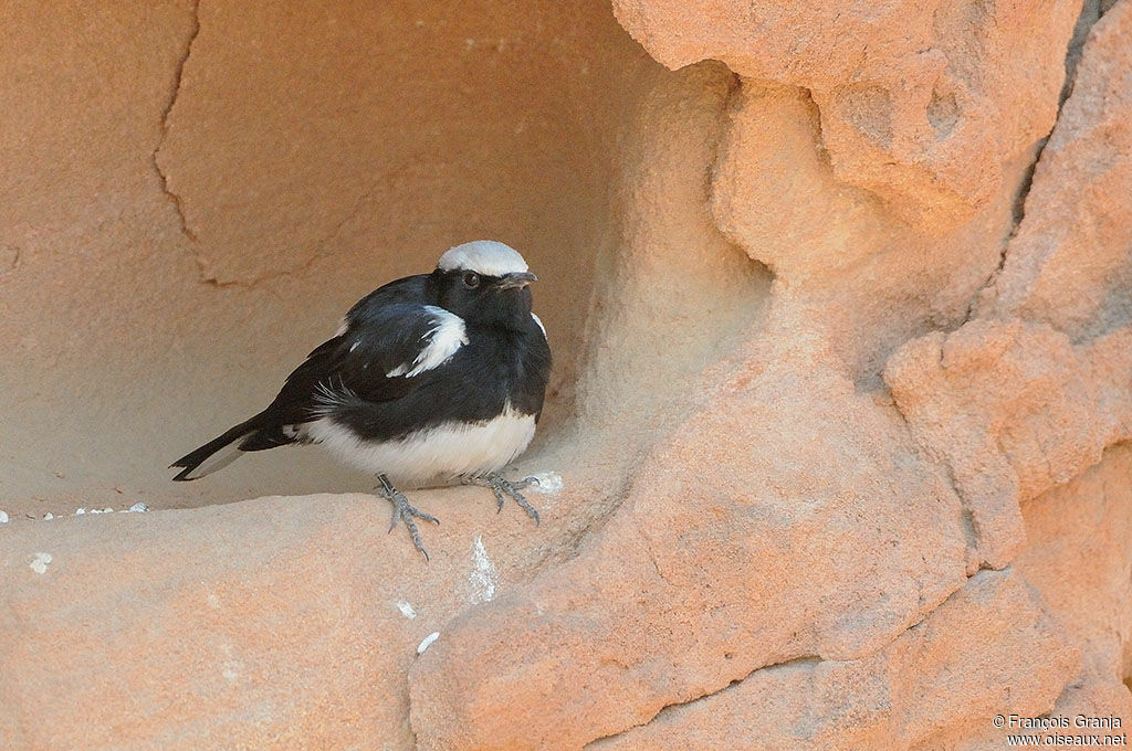 Mountain Wheatear male