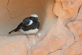 Mountain Wheatear