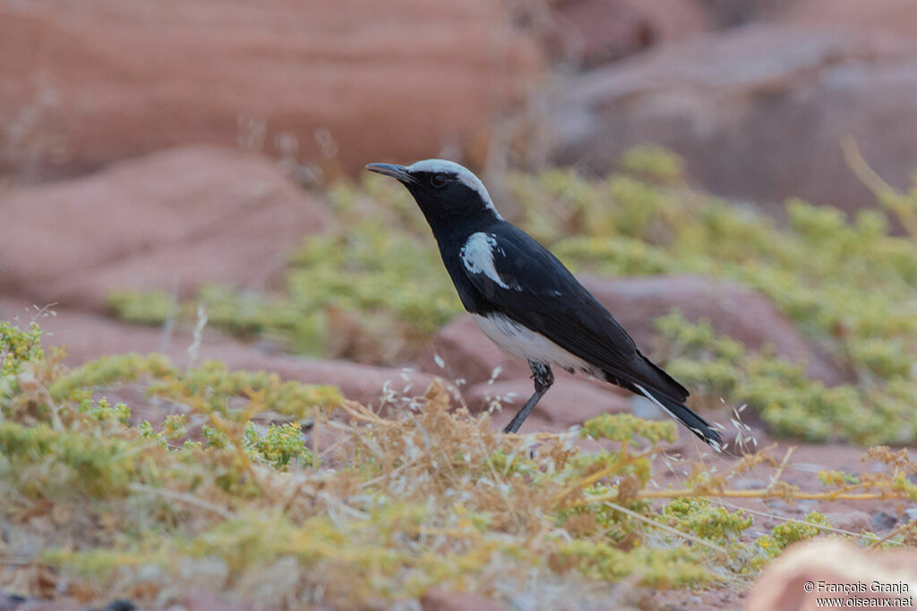 Mountain Wheatear male