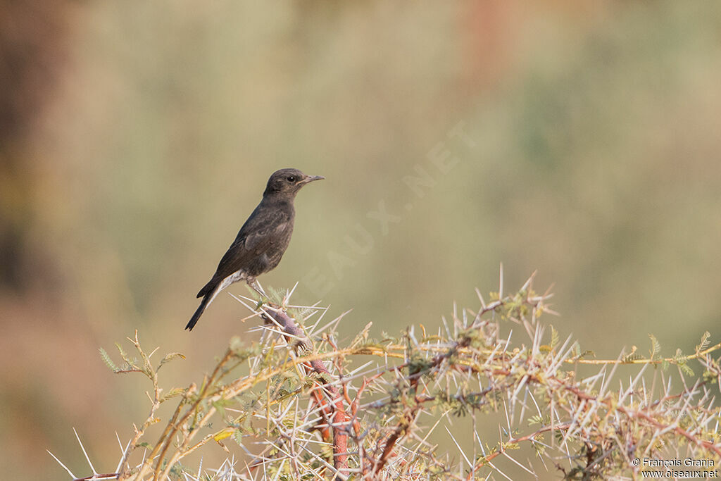 Mountain Wheatear female