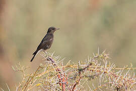 Mountain Wheatear