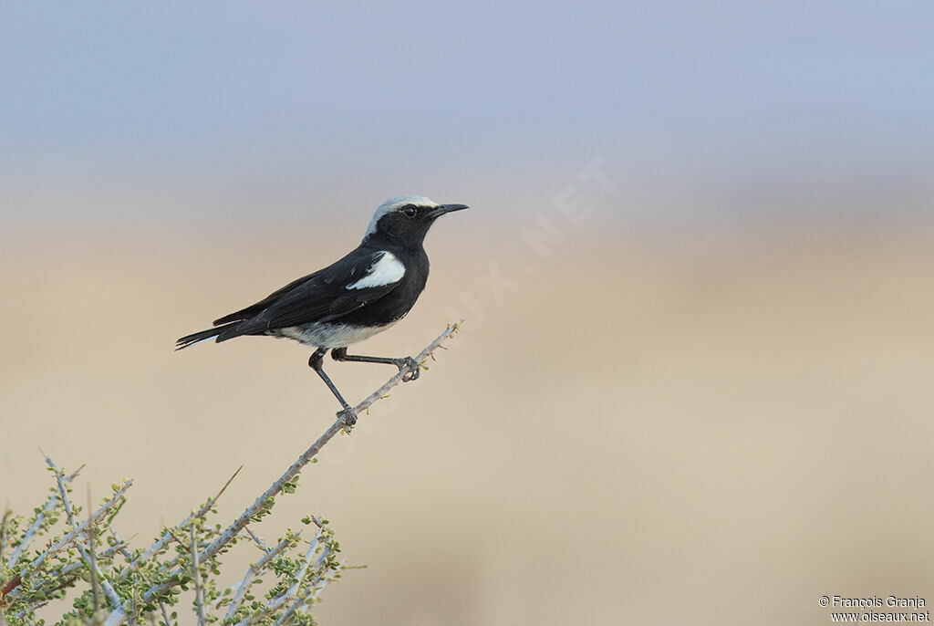 Mountain Wheatear male