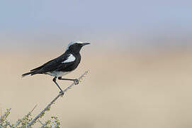 Mountain Wheatear