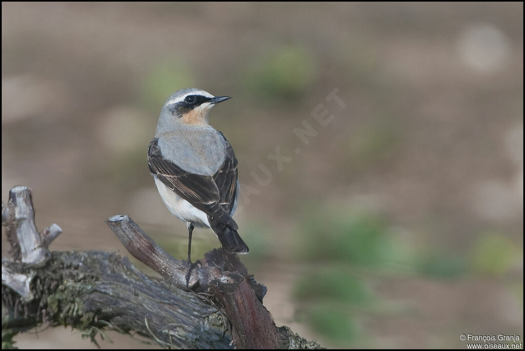 Northern Wheatearadult