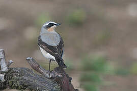 Northern Wheatear