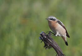 Northern Wheatear