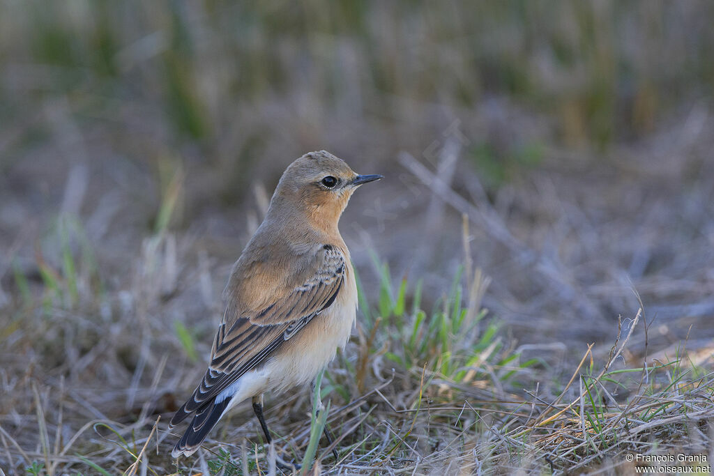 Northern Wheatear