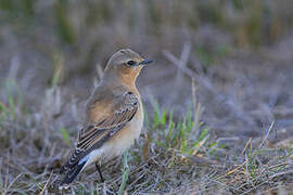 Northern Wheatear