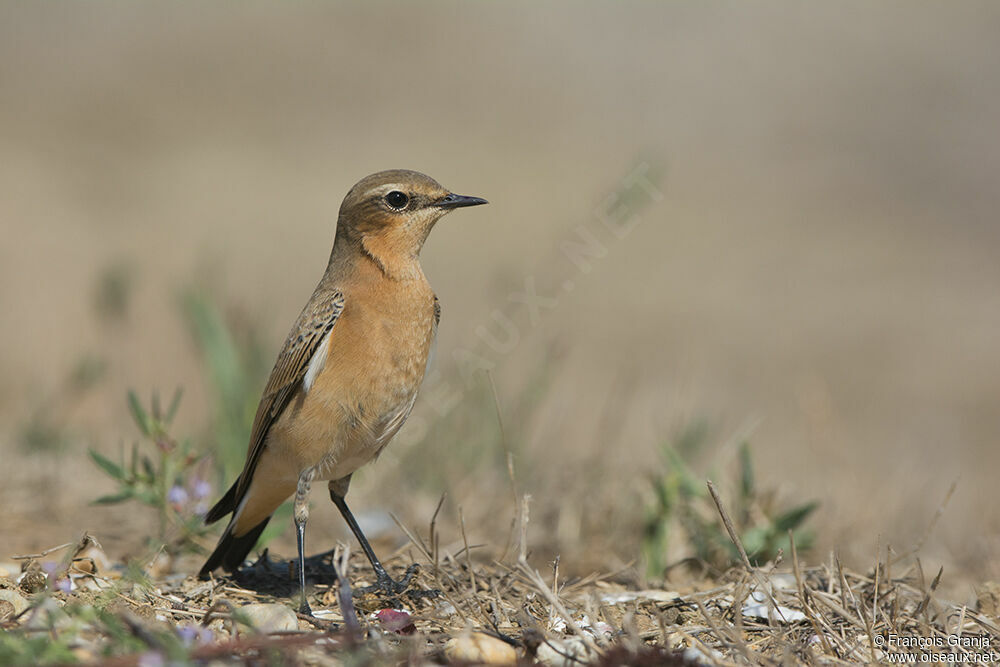 Northern Wheatearadult