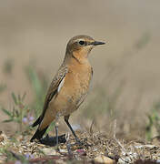 Northern Wheatear