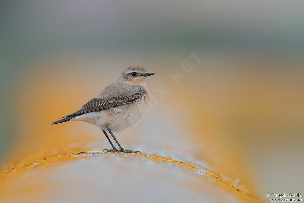 Northern Wheatear