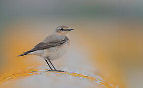 Northern Wheatear