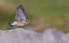 Northern Wheatear