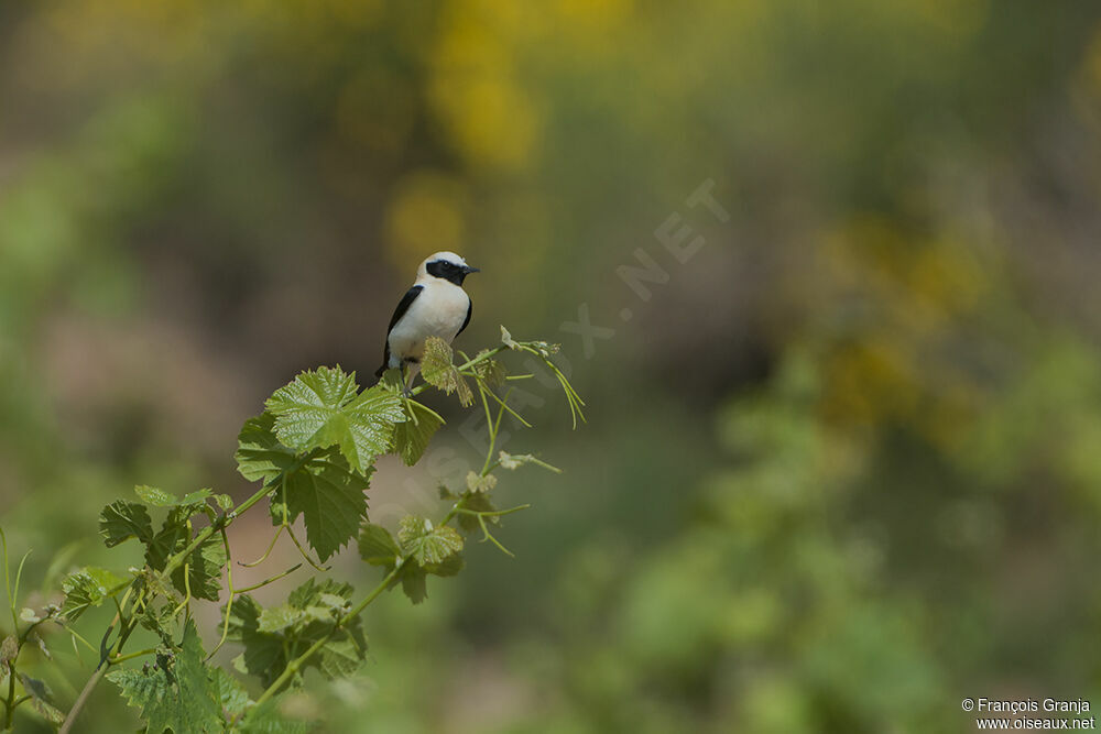 Black-eared Wheatearadult