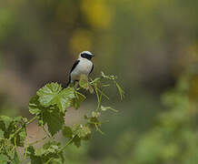 Black-eared Wheatear