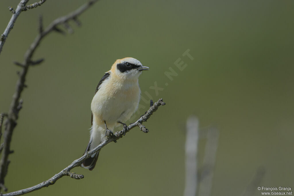 Western Black-eared Wheatear