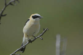 Black-eared Wheatear