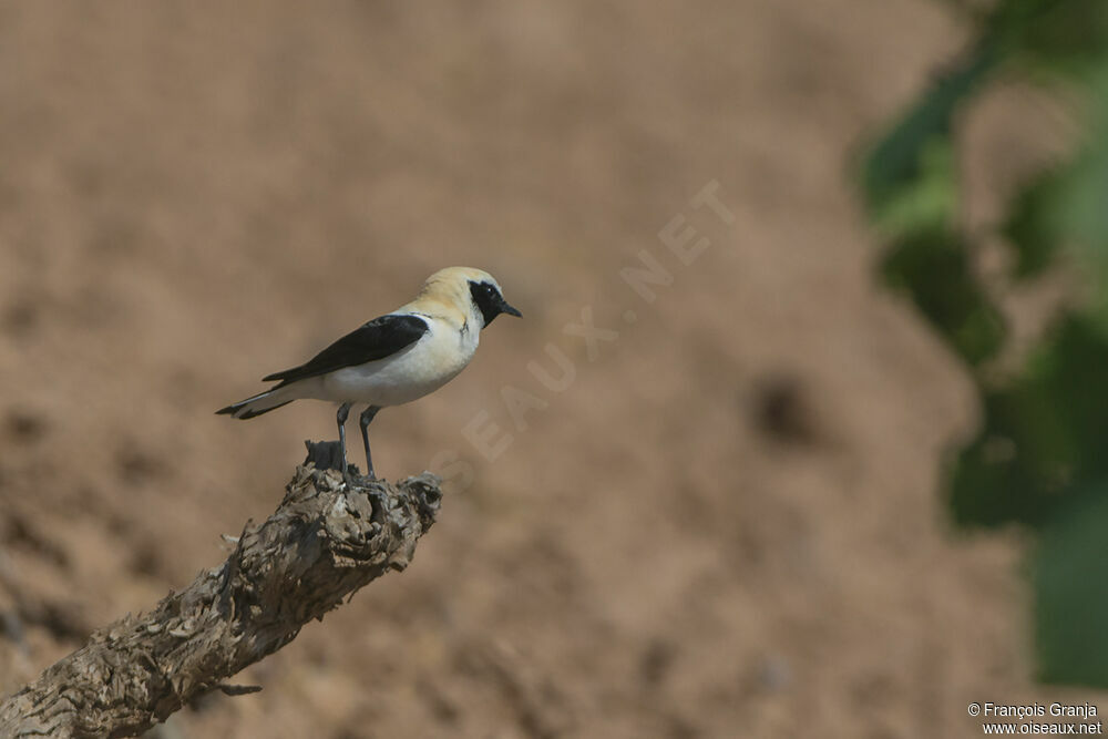 Western Black-eared Wheatearadult