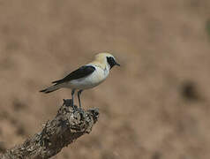 Western Black-eared Wheatear