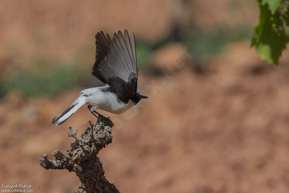 Black-eared Wheatear male adult, pigmentation, Behaviour