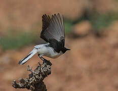 Western Black-eared Wheatear