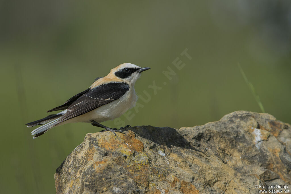 Black-eared Wheatear male adult breeding